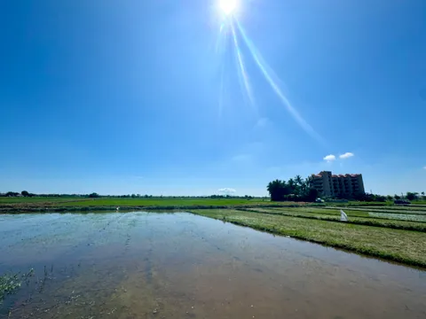 SIÊU HỜI: Sở hữu hơn 20m View Lúa trực diện - Cách Phố Cổ chỉ 900m - Giá CHỈ 30 triệu/m (MS393)