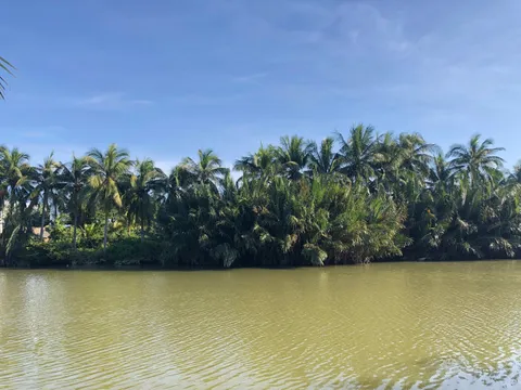 Cơ Hội Đầu Tư Sinh Lời Cao - Đất Mặt Tiền Đường Cửa Đại View Sông View Lúa Hiếm Có (MS495)