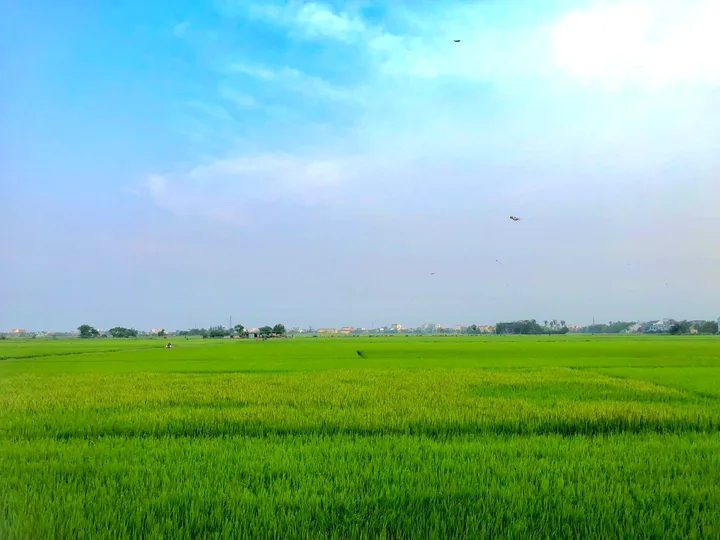 Bán Đất View Lúa Ngay Trung Tâm Hội An – Vị Trí Thích Hợp Cho Nhà Đầu Tư Du Lịch Nghỉ Dưỡng (MS512)