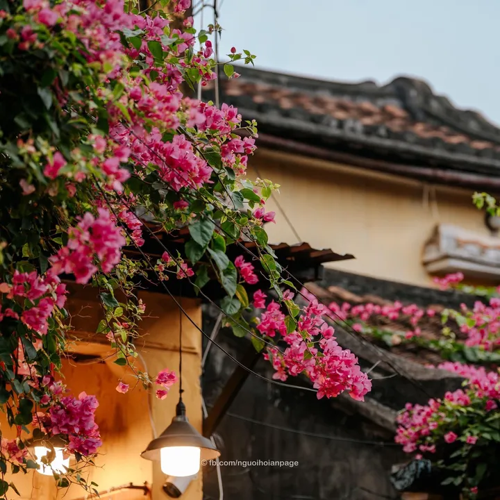 Chính chủ cần bán nhà View Sông mặt tiền đường Bạch Đằng - Phố cổ Hội An - Di sản văn hoá thế giới.