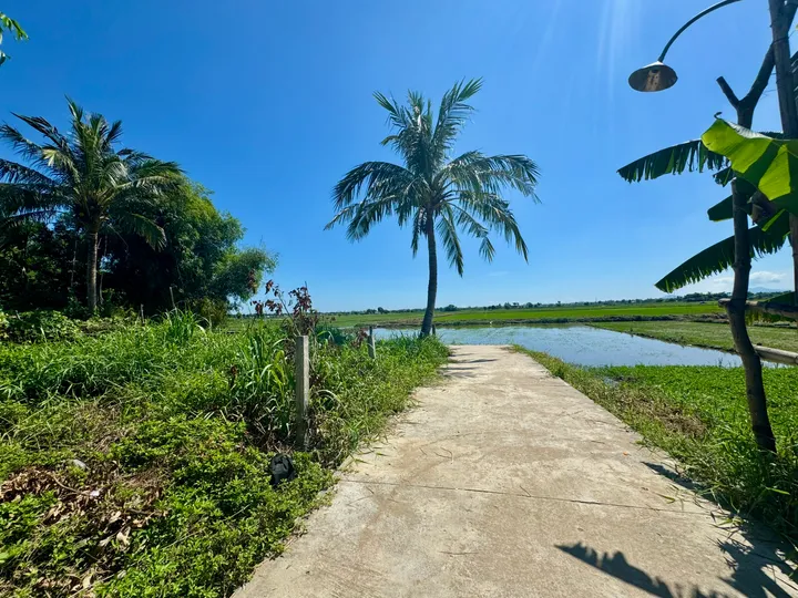 SIÊU HỜI: Sở hữu hơn 20m View Lúa trực diện - Cách Phố Cổ chỉ 900m - Giá CHỈ 30 triệu/m (MS393)