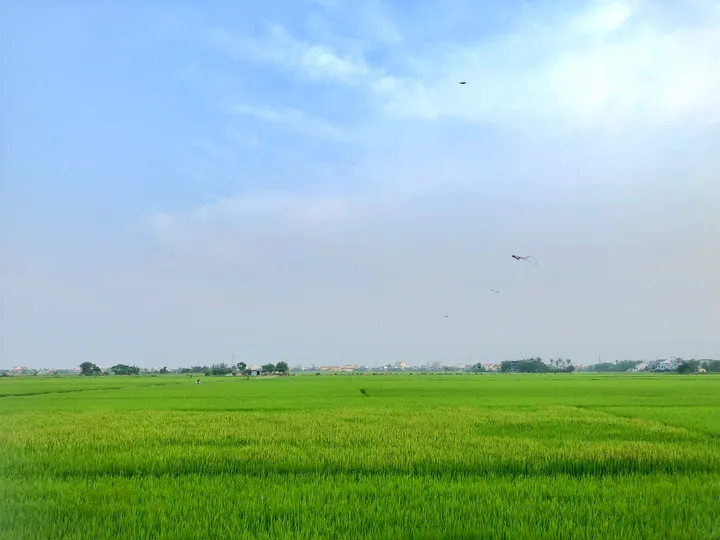 Duy Nhất Một Lô View Lúa Ngay Trung Tâm Hội An – Vị Trí Đắt Giá Cho Nhà Đầu Tư Du Lịch Nghỉ Dưỡng (MS505)