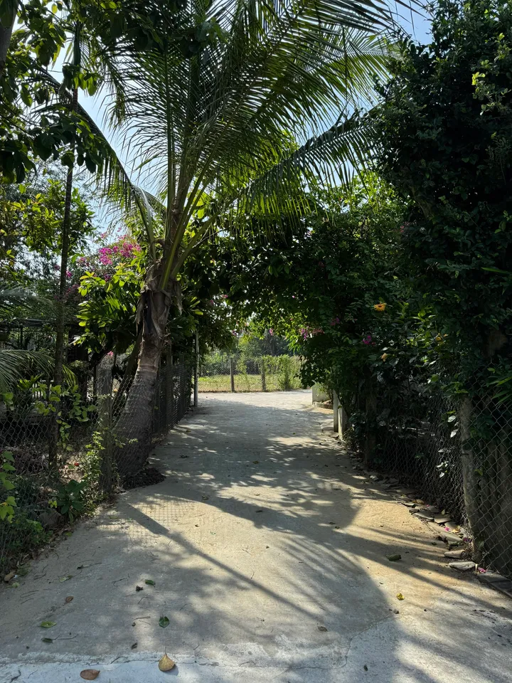 HÀNG HIẾM: Bán Đất View Lúa Lên Đến 55m – Vị Trí Thích Hợp Cho Nhà Đầu Tư Du Lịch Nghỉ Dưỡng - Cách Phố Cổ Hội An Chỉ 2km (MS539)