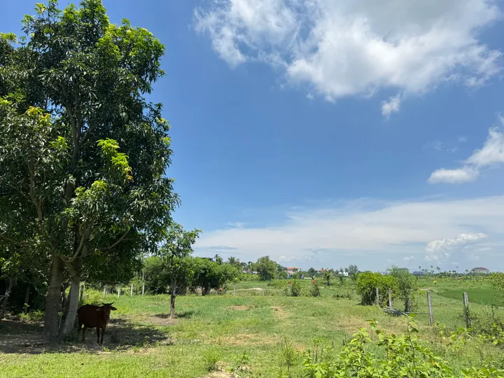 HÀNG HIẾM: Bán Đất View Lúa Lên Đến 55m – Vị Trí Thích Hợp Cho Nhà Đầu Tư Du Lịch Nghỉ Dưỡng - Cách Phố Cổ Hội An Chỉ 2km (MS539)