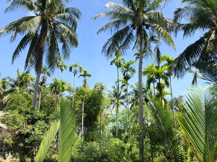 Đất Sinh Thái Hiếm Cẩm Thanh Hội An – Mặt Tiền DX17, View Rừng Dừa, Ngay Dự Án Triệu Đô Casamia Balanca (MS499)