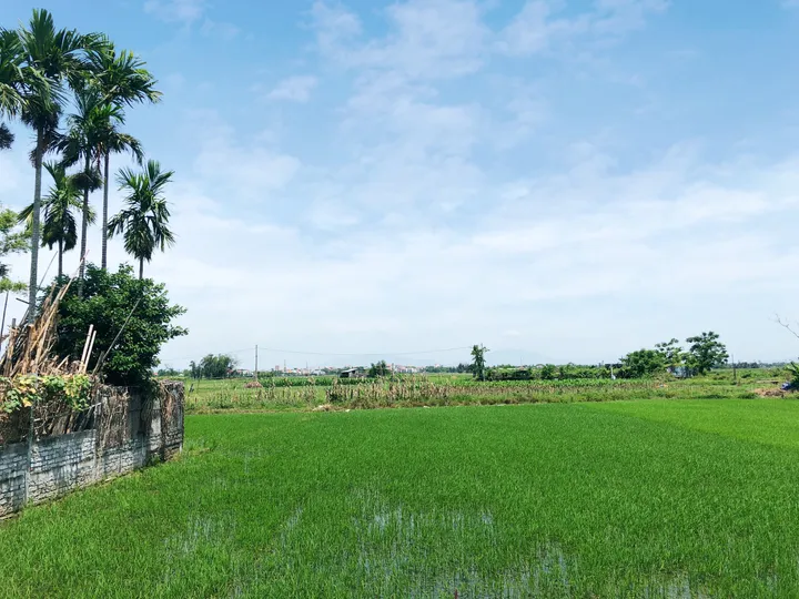 HÀNG HIẾM : Sở Hữu Mặt View Lúa Lên Đến 55m mặt tiền đường Lê Thánh Tông - An Mỹ - Hội An. - Giá chỉ 26 triệu/m (MS438)