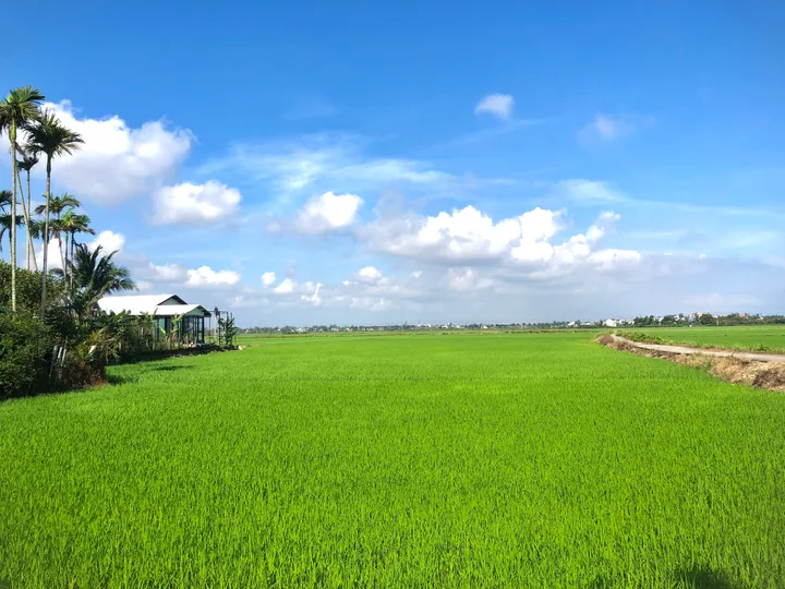 HÀNG HIẾM : Sở Hữu Mặt View Lúa Lên Đến 55m mặt tiền đường Lê Thánh Tông - An Mỹ - Hội An. - Giá chỉ 26 triệu/m (MS438)